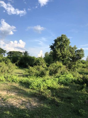 Güzel bir manzara Ağacı ve mavi gökyüzü