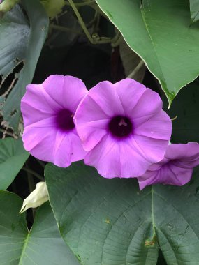 Güzel mor sabah çiçeği bahçede