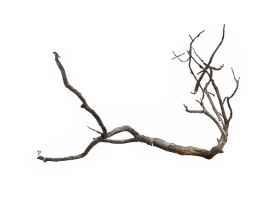 Beyaz arkaplan üzerindeki şube izole edildi