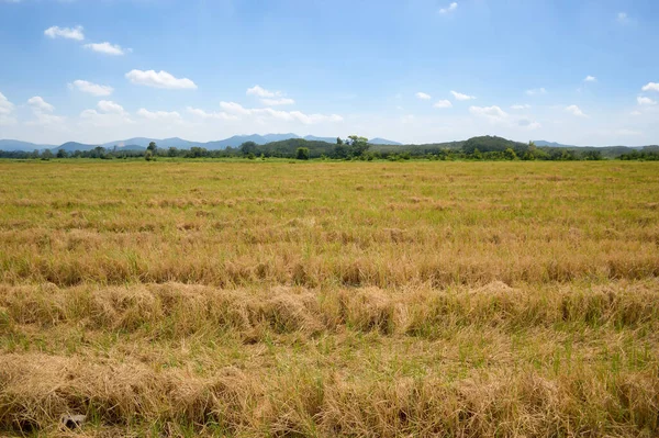 Tayland 'daki pirinç tarlası
