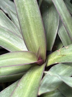 Tradescantia spathacea bitki doğa Bahçe