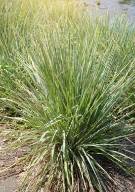 yeşil limon çimi çimlerin üzerinde