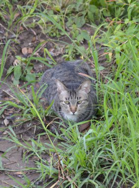 Bahçedeki sevimli kedi.