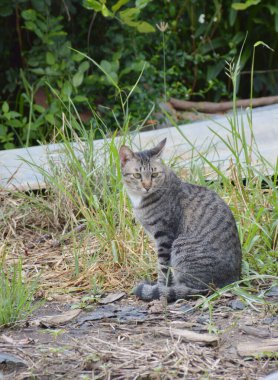 close up cat on the street