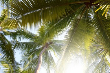 Hindistan cevizi yaprağı ve mavi arka plan. tropikal arkaplan