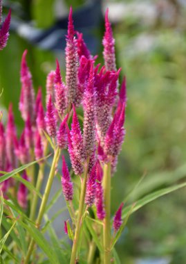 Bahçedeki güzel horoz tarağı çiçekleri