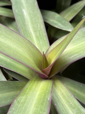 Tradescantia spathacea bitki doğa Bahçe