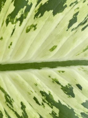 close up of a Dumb cane leaf