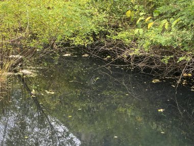 Ormandaki nehrin güzel manzarası