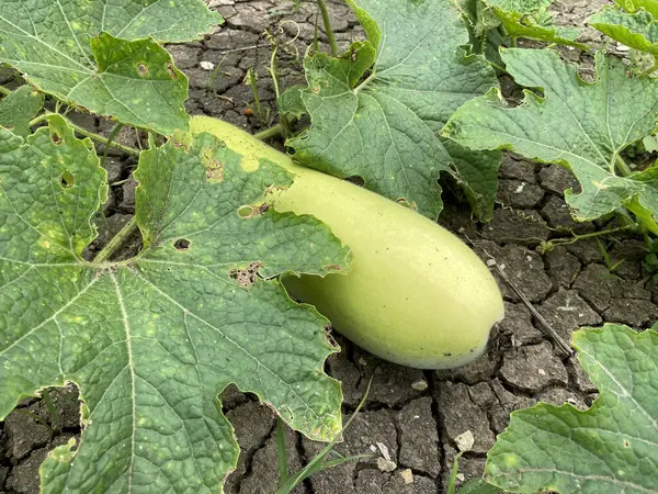 green Winter melon on the ground