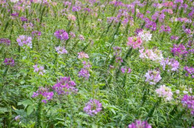 Pembe Cleome Spinosa Çiçeği Doğa Bahçesinde