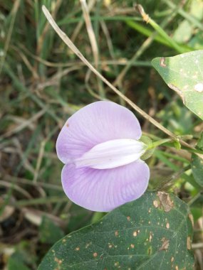 doğa bahçesinde mor macroptilium latiroides çiçek kadar yakın