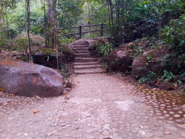 Ormanda küçük bir patikası olan taş merdivenler.