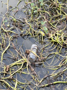 Nehirde çöplerle büyüyen yeşil bitkiler