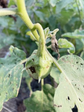 Bahçede taze patlıcan