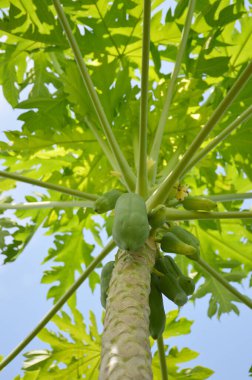 Papaya meyvelerini kapatın.