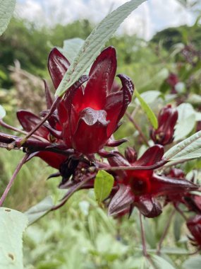 Bahçede kırmızı Roselle çiçekleri