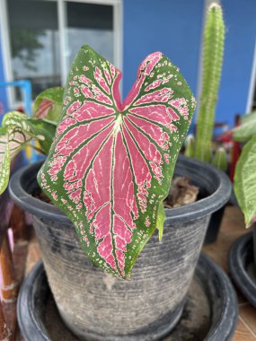 yeşil Caladium bicolor in pot