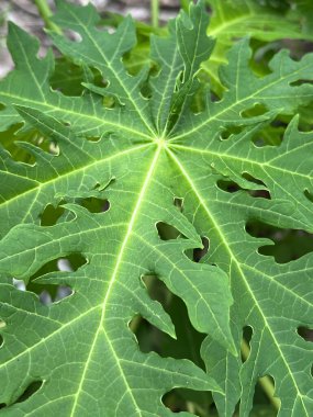 Bir ağacın yeşil papaya yapraklarına yakın.