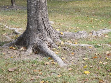 Parktaki devrilmiş ağaç.