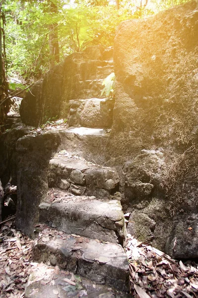 big stone and stair in the forest