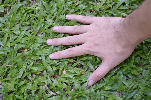 Male farmer strokes manicured lawn with his palm. Man\'s hand touches the green grass on the field. Fingers touch the grass in the clearing, feeling the nature. Close-up. High quality photo