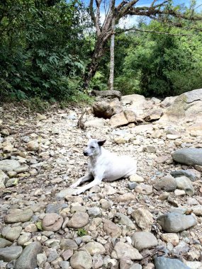 Parktaki köpeği kapat.