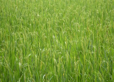 Tayland pirinç alan kapatın