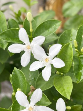 Güzel beyaz bilek antidisenterica çiçeği bahçede.