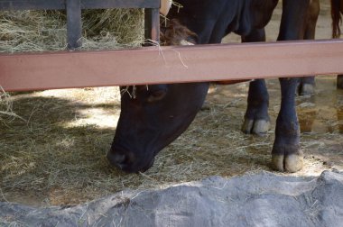 Ahırda pipetli kahverengi bir ineğin yakın plan fotoğrafı.