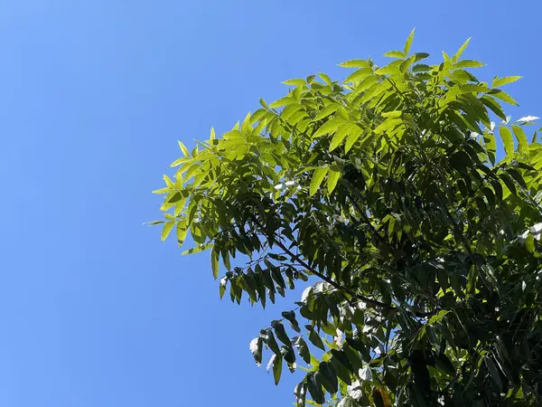 fresh green neem plan tree in nature garden , azadirachta indica