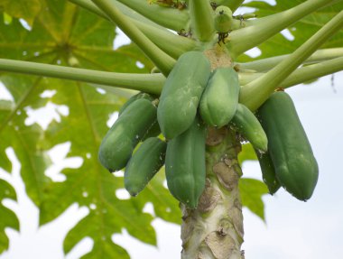 Ağaçta yeşil yapraklar olan papaya ağacı..