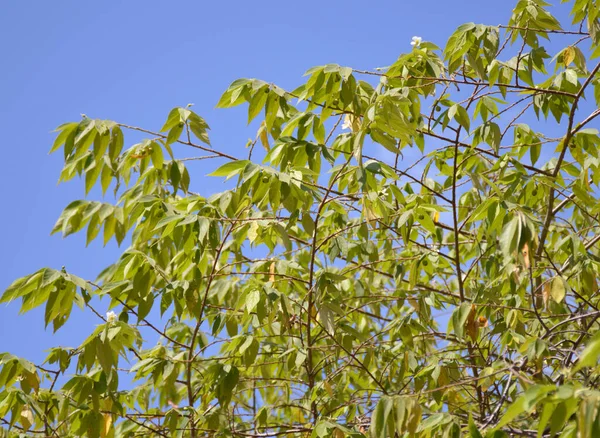Junge Muntingia Calabura Blätter Frühling lizenzfreie Stockbilder