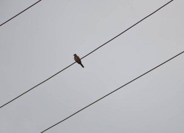 bird on a power line in the sky