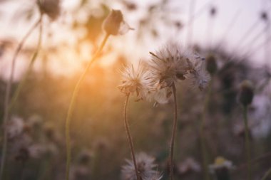 a vertical shot of a beautiful flower in the field under sunlight with a blurry background