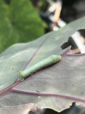 close up of a leaf with worm