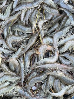 Pazarda taze karides.