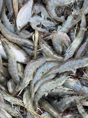 Pazarda taze karides