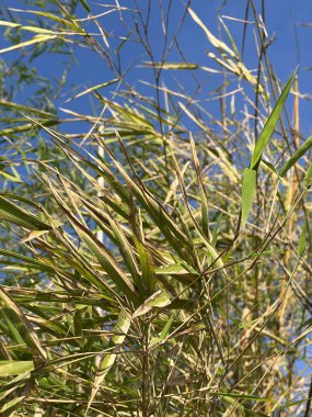 Bahçedeki ağacın yeşil bambu yaprakları