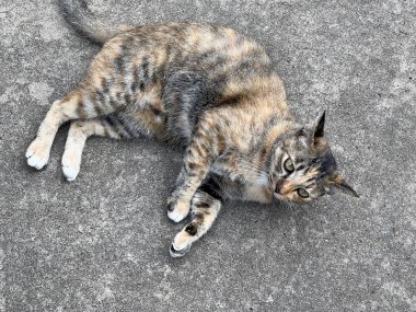 Sokaktaki kedi