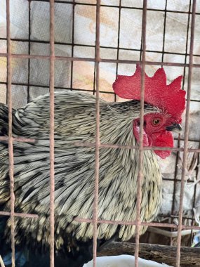 close up of chicken in the farm