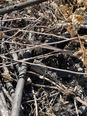 kurumuş yapraklar ve ağaç dalları.