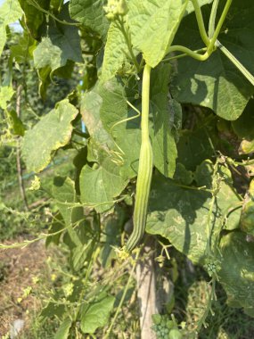 doğa bahçesinde taze Luffa aegyptiaca bitki