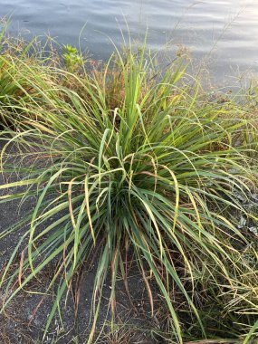 yeşil limon çimi çimlerin üzerinde