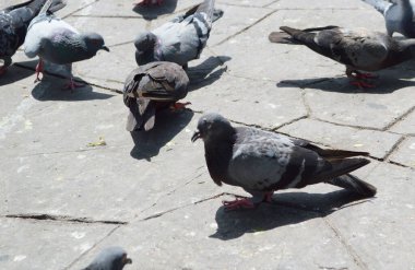 Sokaktaki bir grup güvercin.