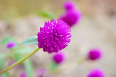 Bahçedeki güzel çiçek açan Amaranthus çiçeğini kapat.