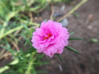 Bahçedeki güzel Pusley çiçekleri