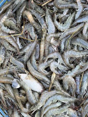 Pazarda taze balık ve karides