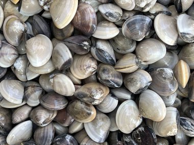 Takoz kabuğu çoğunlukla kıyı çökeltilerinde bulunur..