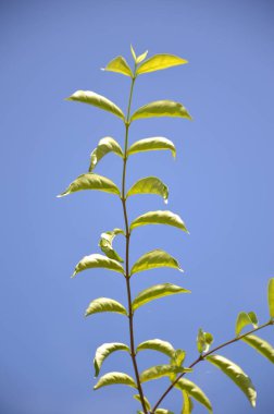 Doğa bahçesindeki Wrightia din ağacını kapat.